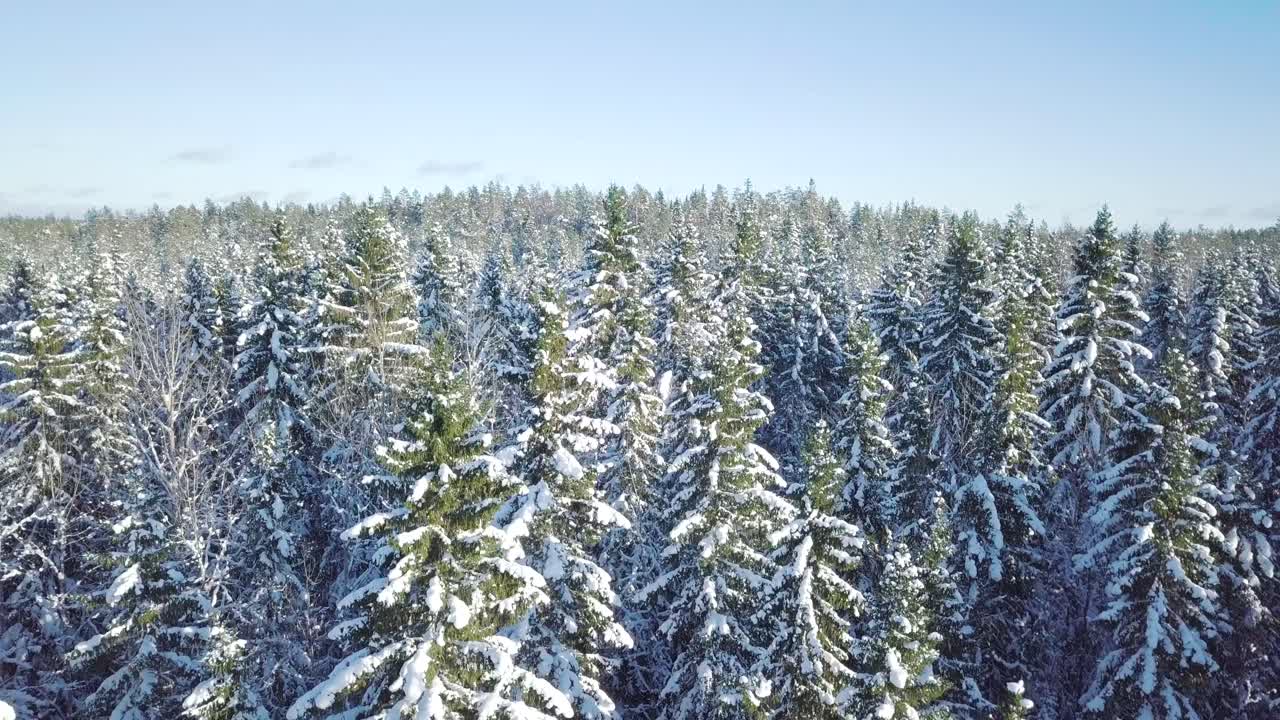 Snedækkede trækroner i nåleskov, stigende luftfoto.