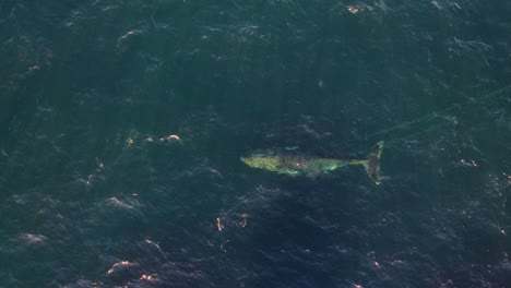 Top-View-Of-A-Whale-Tangled-By-Rope-and-Net-In-The-Coast-Of-Clovelly,-New-South-Wales,-Australia