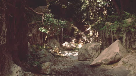 sunlit forest path through rocks