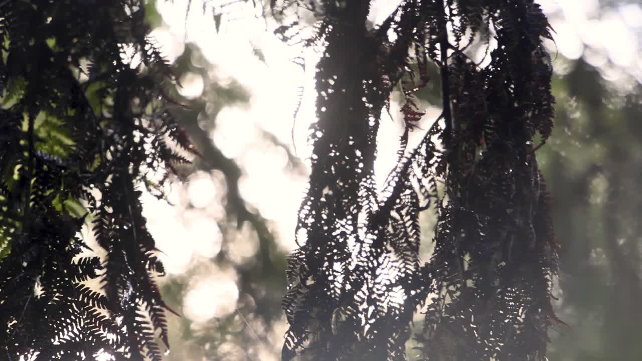 Sunlight filtering through leaves in rainforest