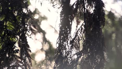 la luz del sol filtrándose a través de las hojas en la selva tropical