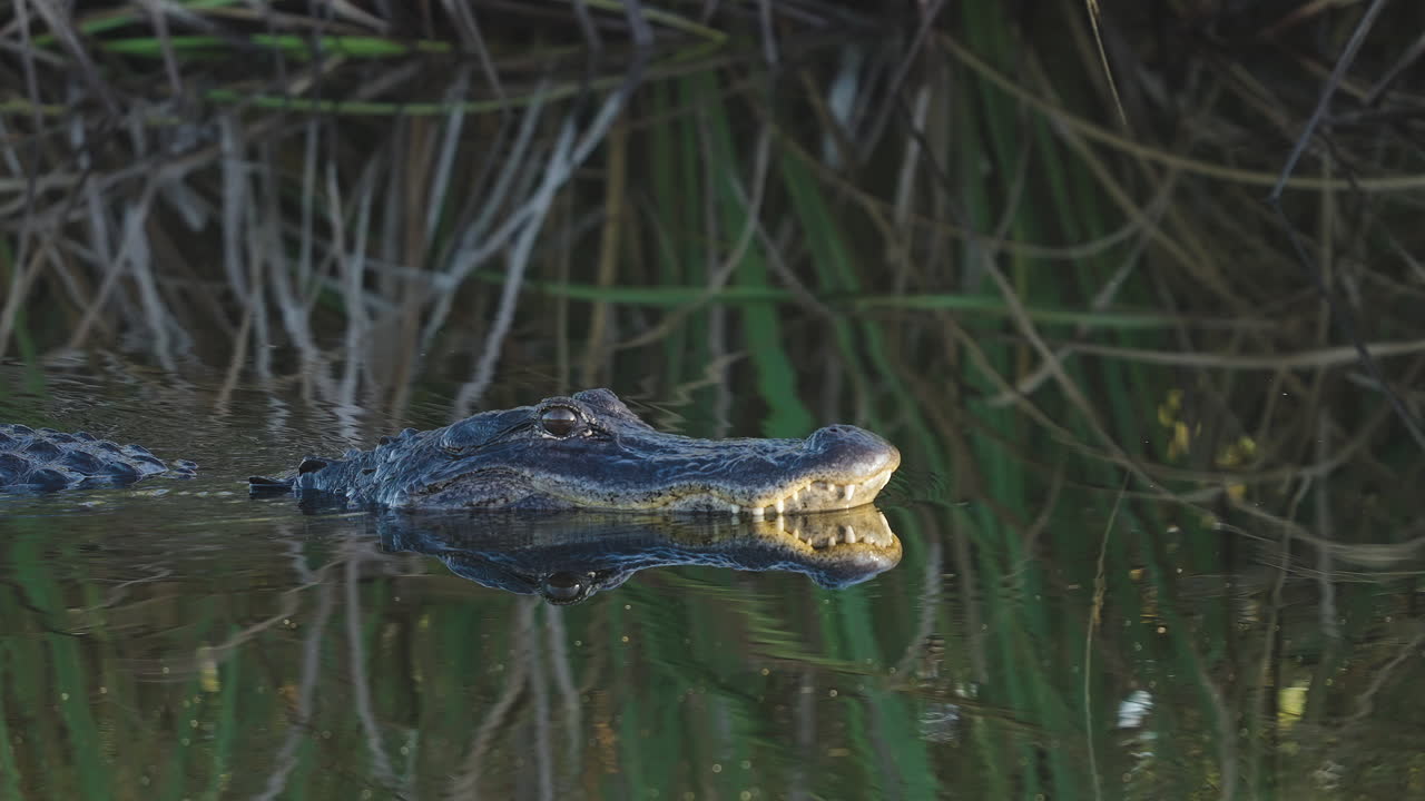 Alligator Slowly Moving Across Water with Teeth Showing