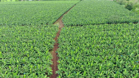 aerial tilt up tropical banana plantation