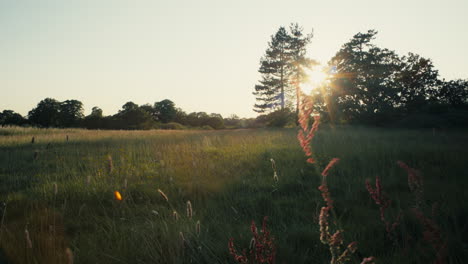 farnham park en el verano