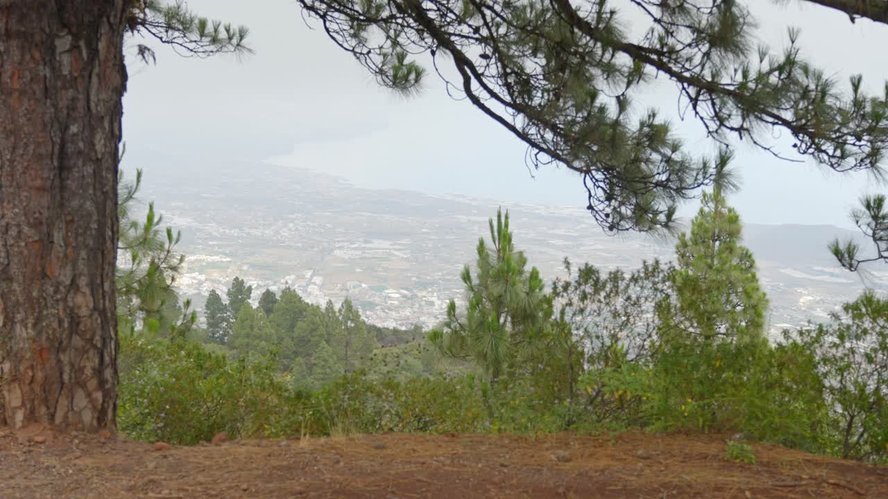 Pines Overlooking the Island's Expanse