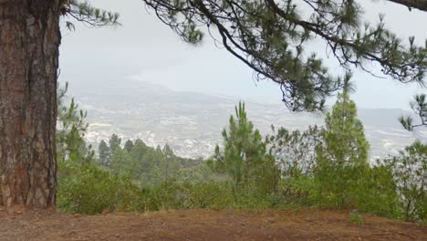 pinos con vistas a la extensión de la isla