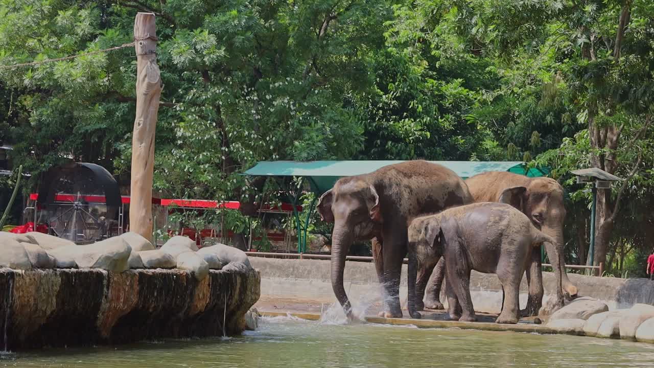 Elephants Bathing in a Zoo