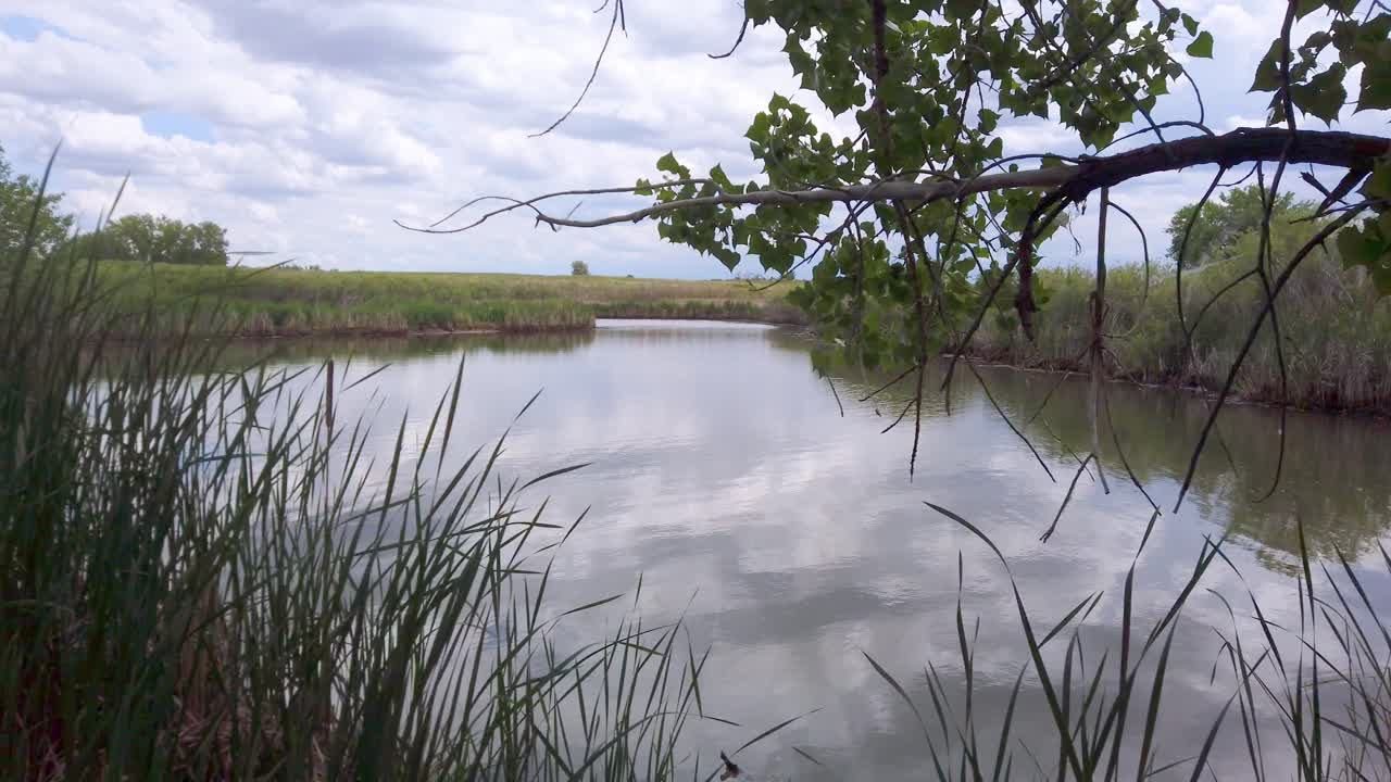 pan-camión disparó a través de juncos en las orillas del lago maría en el arsenal de rocky mountain en denver, colorado