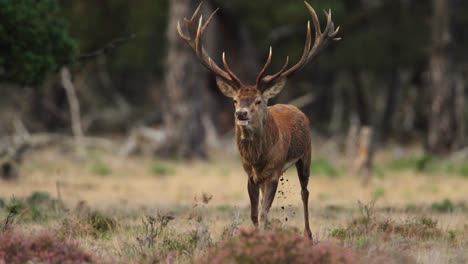 male red deer during rutting season establishing dominance in his habitat at forest