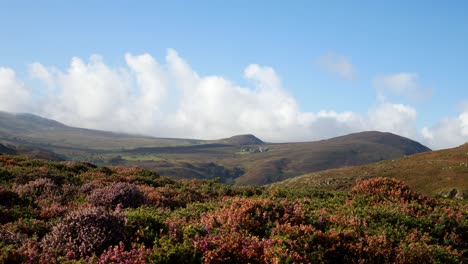 Ländliches-Walisisches-Gebirgstal,-Bedeckt-Von-Farbenfroher,-Malerischer-Heidewildnis