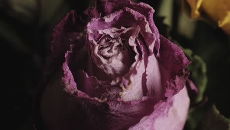 closeup of colourful roses in a florists arrangement.