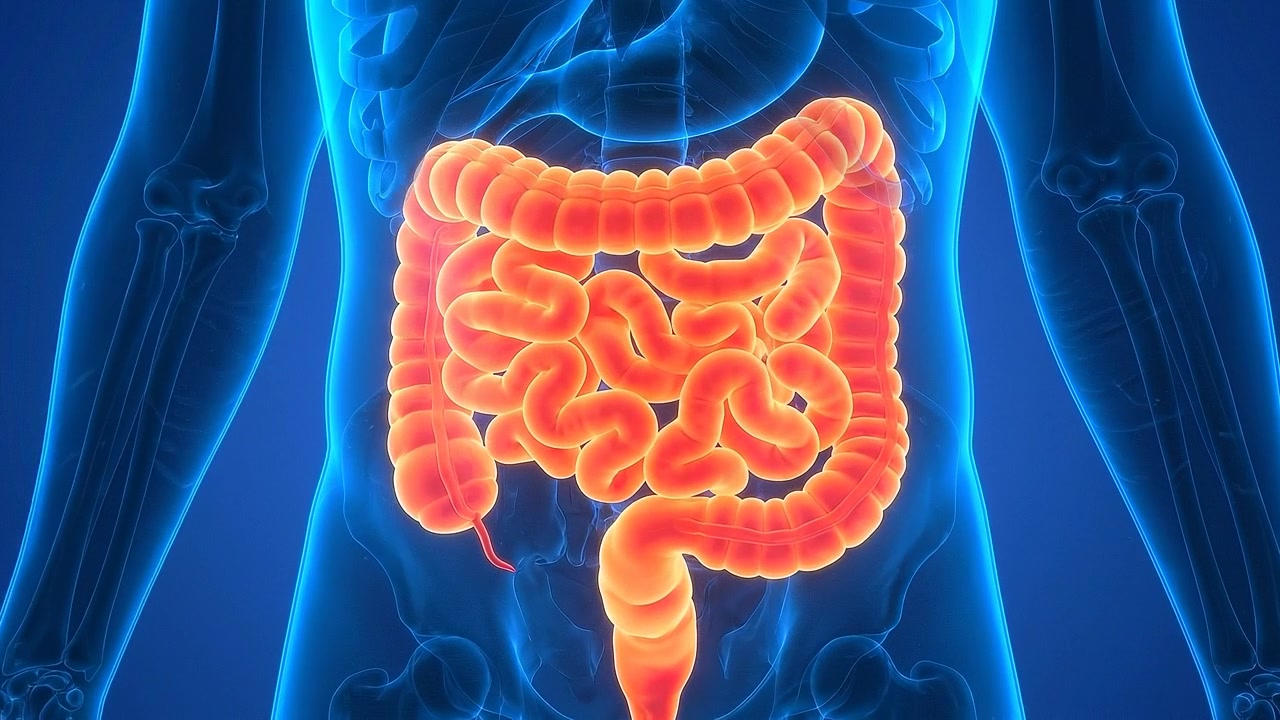 3D Medical Animation of Human Large and Small Intestine