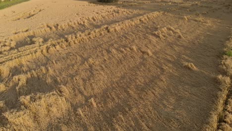 inspección aérea de trigo presentado por una gran tormenta en un campo grande