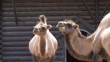 Closeup-chewing-Bactrian-camel,-static-shot-in-front-of-wooden-hut