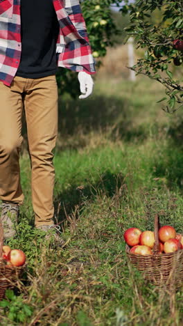 Young strong male farmer comes up to baskets full of red ripe apples. Man takes the fruit and walks away. Sunny day in the garden on harvest season. Vertical video
