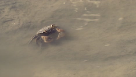 Lone-neohelice-granulata-crab-crawls-in-muddy-shallow-water