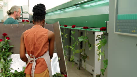 trabajadora afroamericana cargando rosas en una máquina de procesamiento de flores