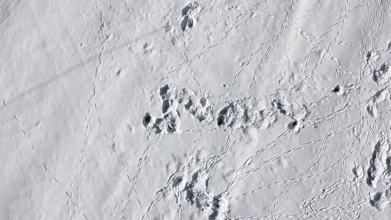 Aerial drone view of wildlife animal footprints in the snow on a sunny winter day. Deer herd roaming snowy fields with visible footprints from above.