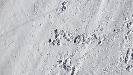 aerial drone view of wildlife animal footprints in the snow on a sunny winter day. deer herd roaming snowy fields with visible footprints from above.