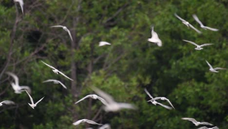 terns are seabirds that can be found all throughout the world at sea, rivers, and other wider bodies of water