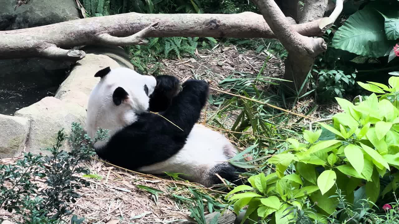 oso panda tendido en el suelo, comiendo brotes de bambú en el zoológico de singapur