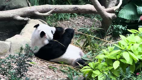 panda bear lying on the ground, eating bamboo shoots in the zoo in singapore