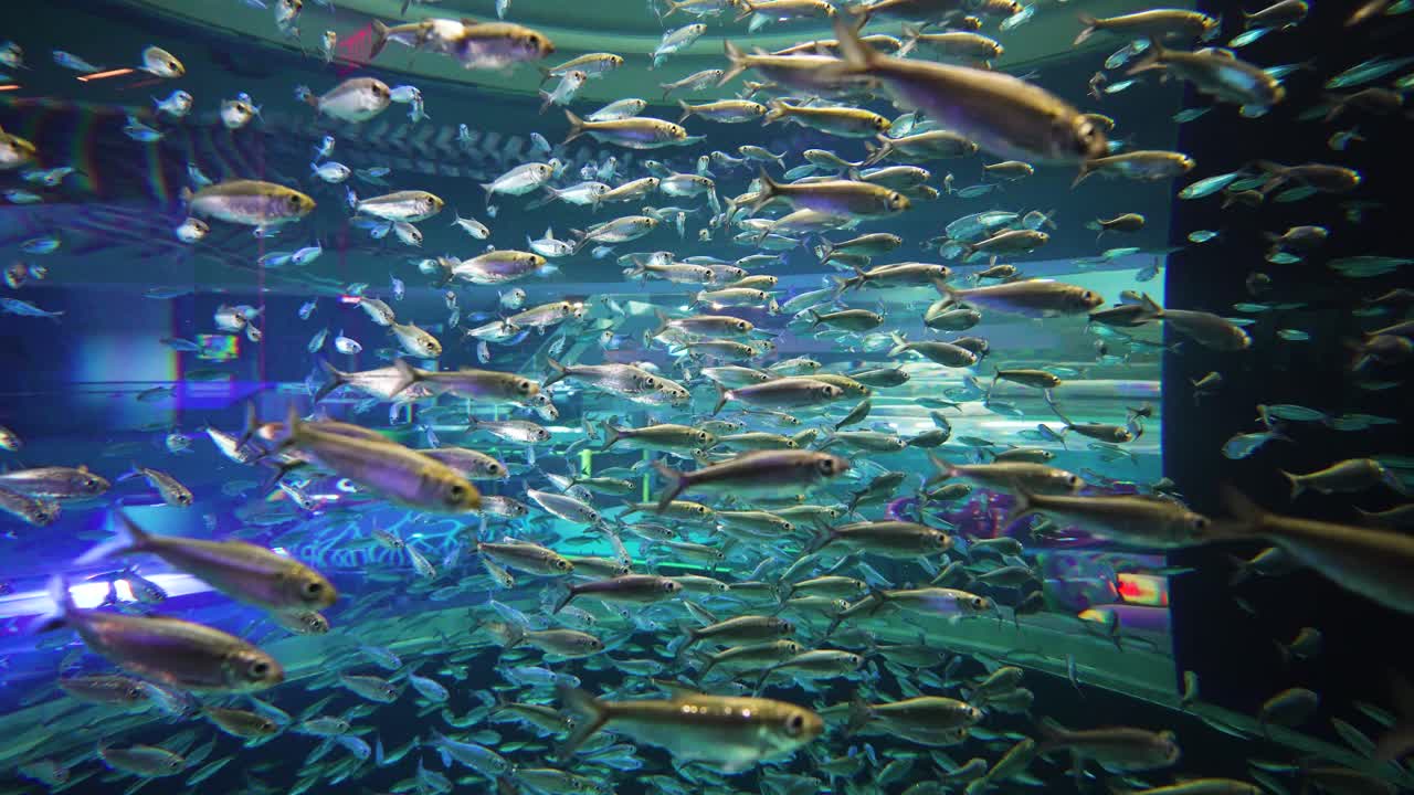 Tiny School Of Fish Swimming In An Aquarium