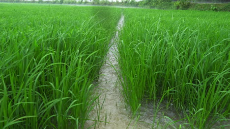 close view of newly planted green rice plants with wind blowing during monsoon