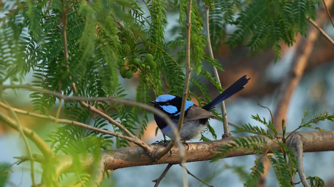 Fairywren Perched on Branch