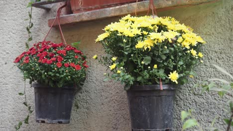 closeup of yellow and red chrysanthemums in black pots hanging on a wall