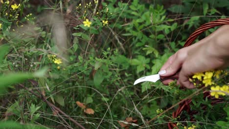 tracking shot of wild spotted st john’s wort being foraged with a knife