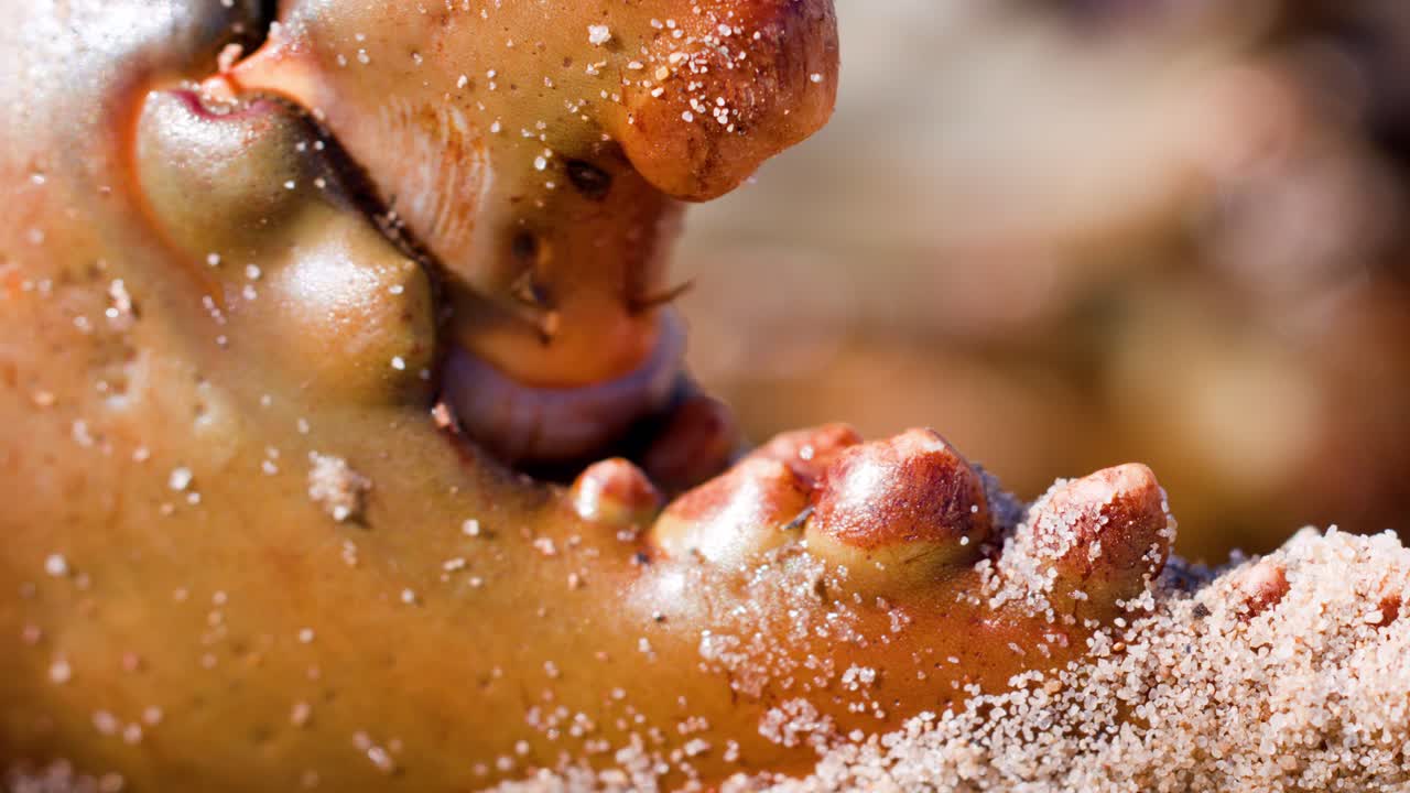 A detailed macro sequence shows a mud crab’s sandy claw slowly opening in bright natural light, with shallow depth of field and smooth camera focus