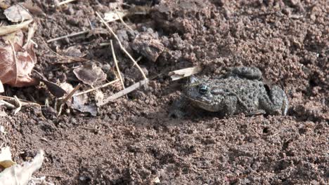 a toad hops and crawls out of frame, close up