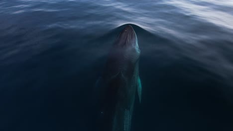 a large fin whale with a huge scar dives deep into the calm pacific ocean waters off the coast of southern california