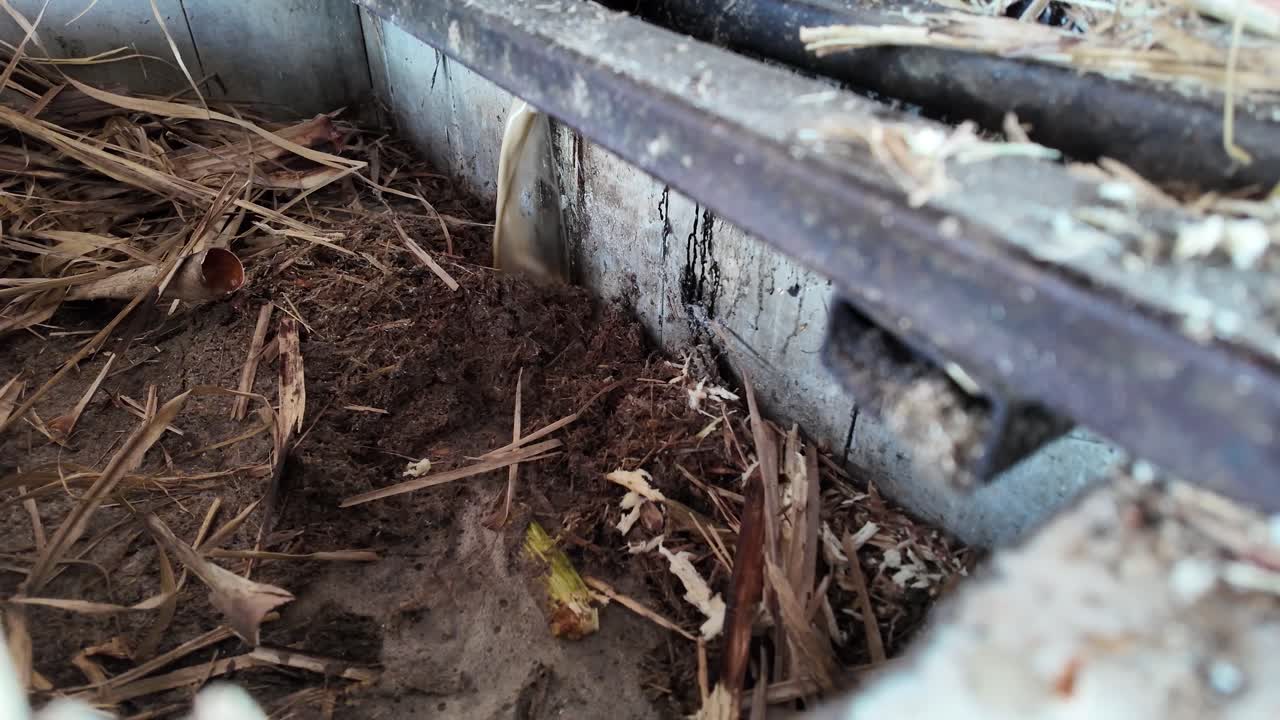 Crushed sugarcane pulp falls from machine while juice is extracted and collected