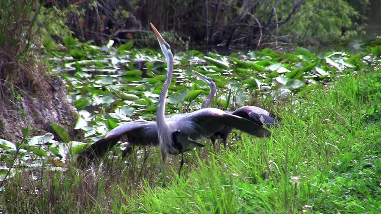 dos pájaros participan en un ritual de apareamiento en un pantano de los everglades