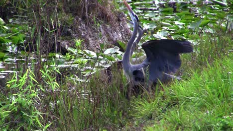 Two-birds-engage-in-a-mating-ritual-in-an-Everglades-swamp