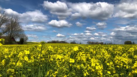 beautiful wide shot of a yellow rapefield in springtime in south sweden skåne östra vemmerlöv