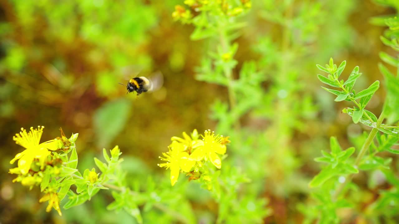 primer plano de abejorro chupando néctar de flores amarillas, cámara lenta