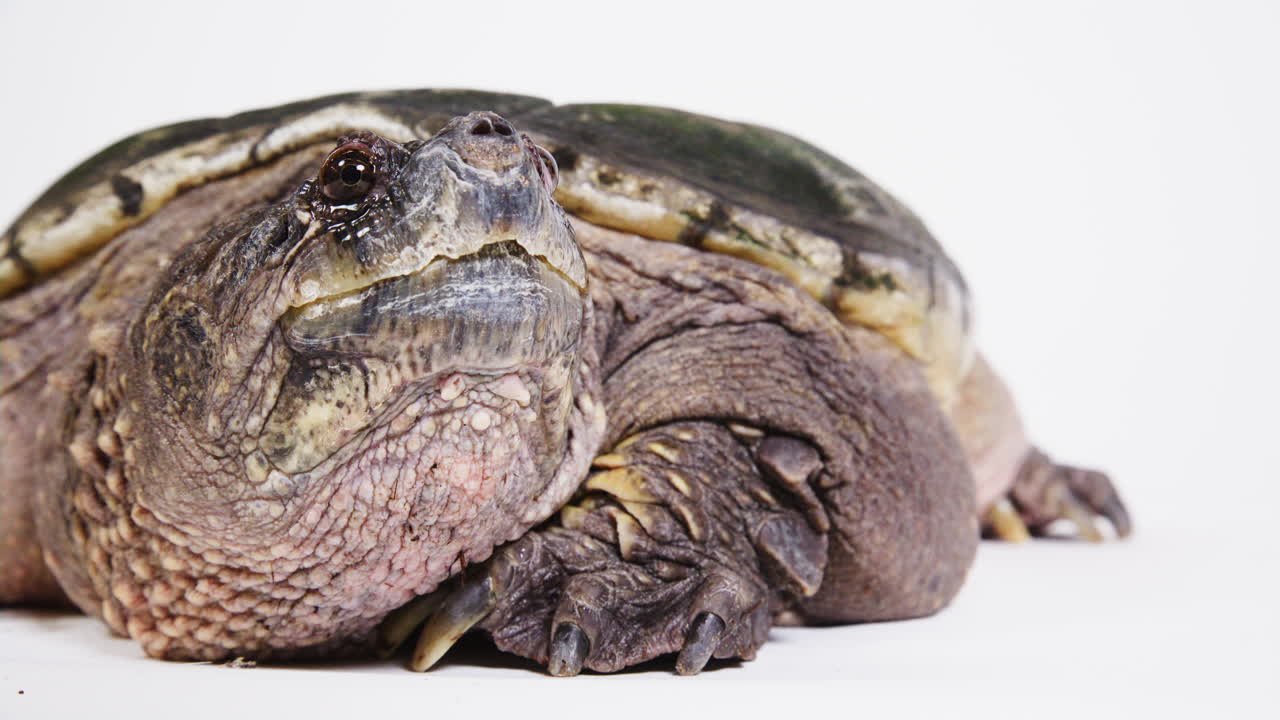 Snapping turtle portrait on white background