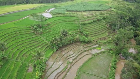 drone video of beautiful terraced rice field with some coconut trees