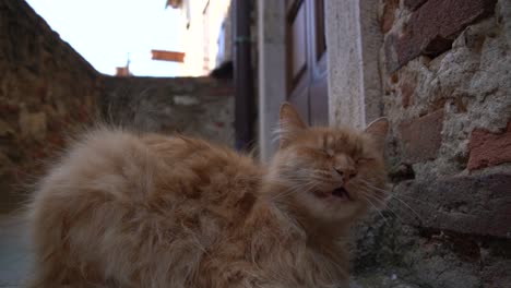 un gato rojo somnoliento se está despertando lentamente de su sueño vespertino en un antiguo pueblo de italia