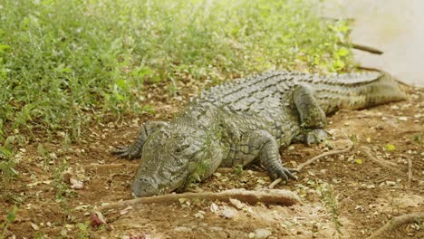 Enorme-Cocodrilo-Cerca-Del-Lago