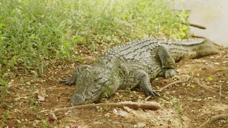 gran cocodrilo cerca del lago