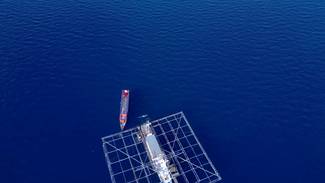 Tourists in indonesia experiencing whale shark interaction from boat and clear kayak. Lovely aerial view fly push forward panorama drone