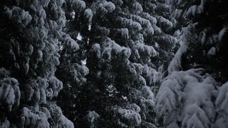 snow flakes falling through snow covered trees slow motion hand held