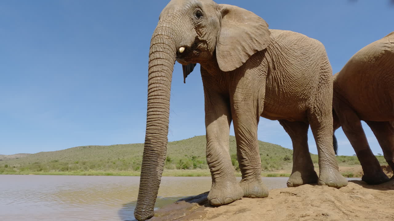 Afrikansk savanneelefant går væk fra et vandhul.
