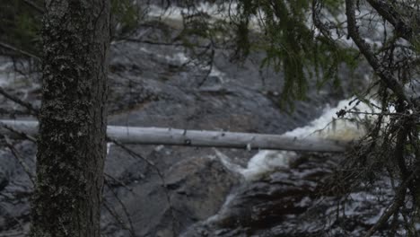 dead tree in the river. slowmotion