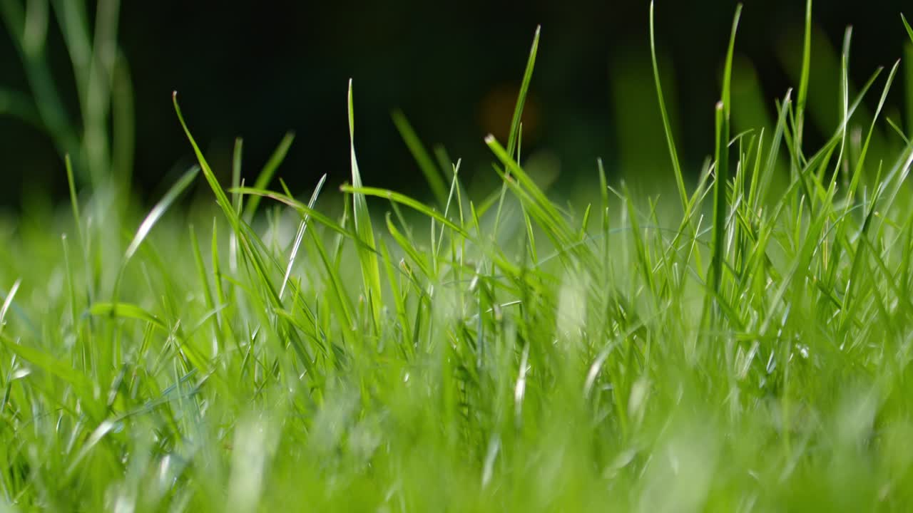 Fresh Green Grass Growing In The Park. Selective Focus Shot