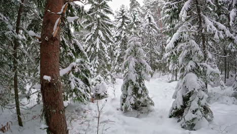 The-enchanting-allure-of-pure,-glistening-snow-delicately-blanketing-the-earth-and-the-majestic-trees,-alongside-the-intriguing-silhouette-of-barren-branches,-is-a-spectacle-that-captivates-the-soul